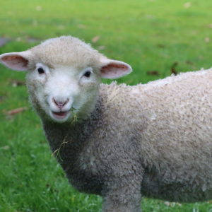 Associate Junior Membership (18 years and under)