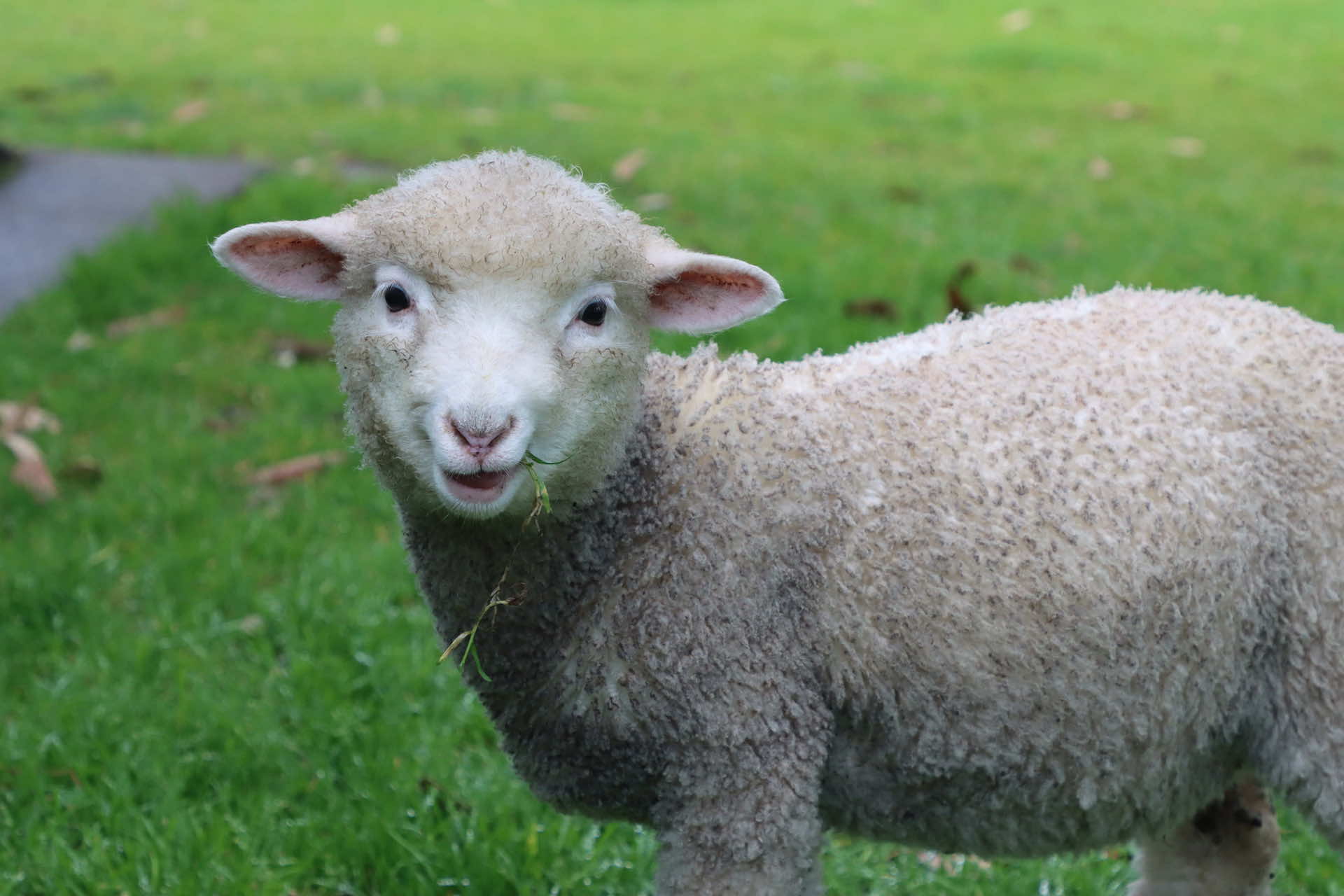 Associate Junior Membership (18 years and under)